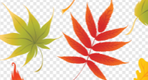 Рисунок цвета осенних листьев, дизайн, лист, кленовый лист, оранжевый png |  PNGWing
